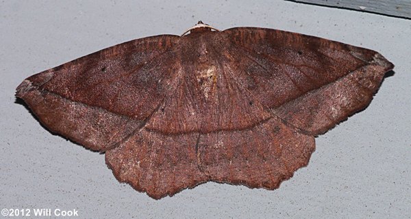 Eutrapela clemataria - Curve-toothed Geometer