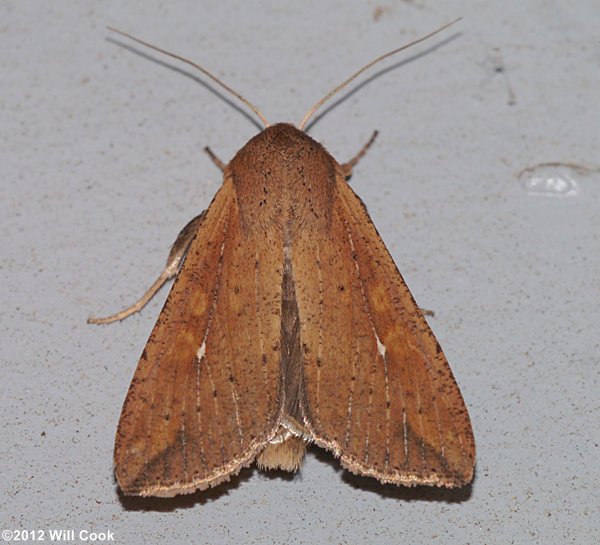 Mythimna unipuncta - Armyworm Moth