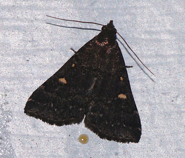 Tetanolita mynesalis - Smoky Tetanolita