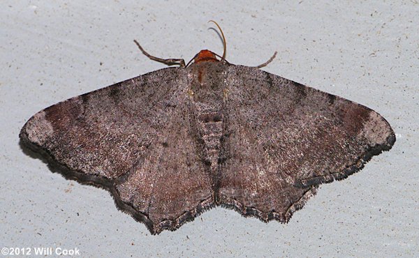 Macaria minorata - Minor Angle