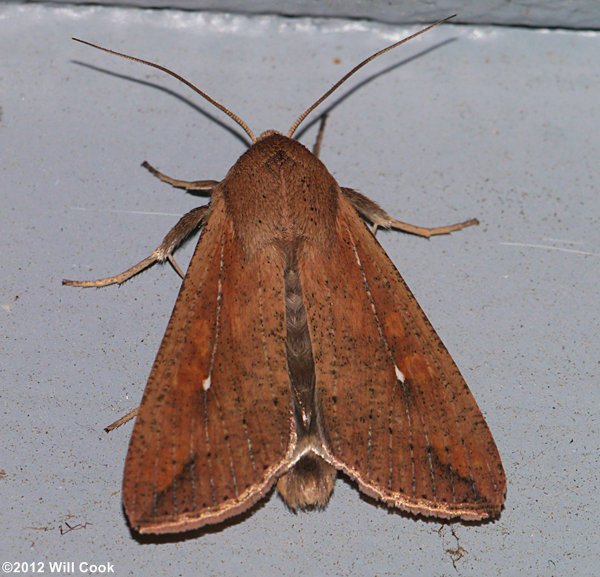 Mythimna unipuncta - Armyworm Moth