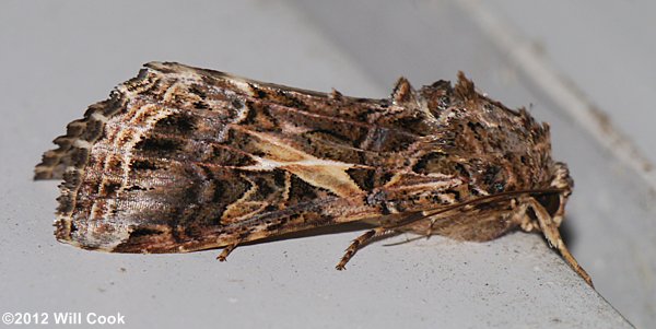 Spodoptera ornithogalli - Yellow-striped Armyworm