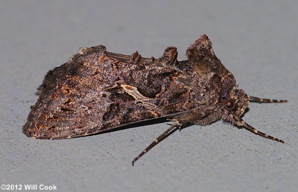 Ctenoplusia oxygramma - Sharp-stigma Looper