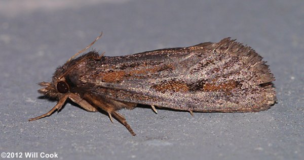 Acrolophus popeanella - Clemens' Grass Tubeworm Moth