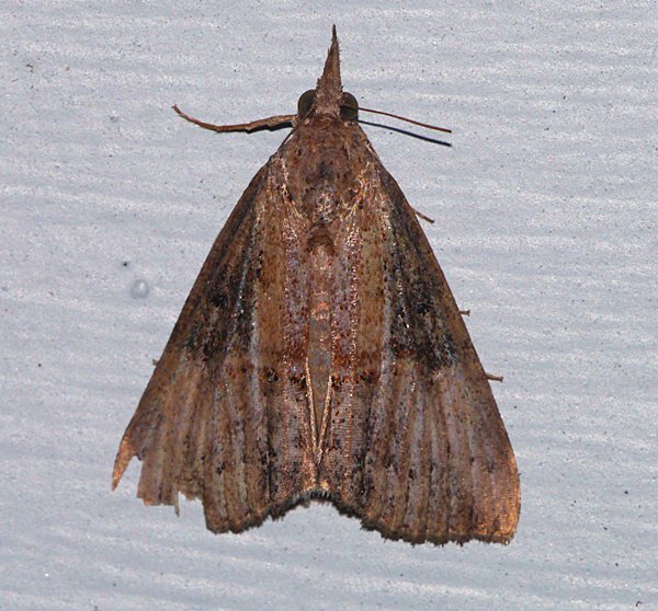 Hypena scabra - Green Cloverworm Moth