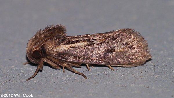 Acrolophus popeanella - Clemens' Grass Tubeworm Moth