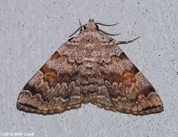 Idia americalis - American Idia