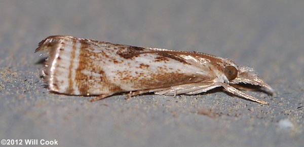 Microcrambus elegans - Elegant Grass-veneer