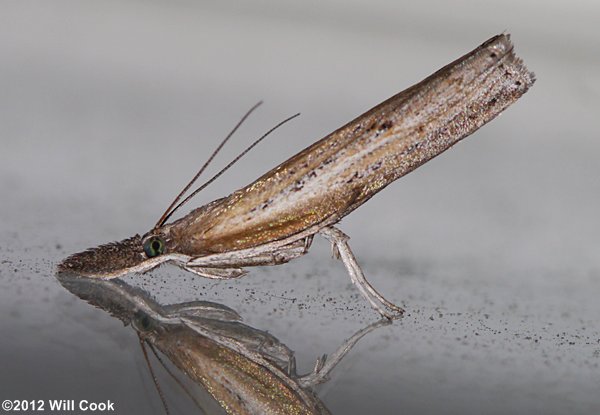 Fissicrambus mutabilis - Changeable Grass-veneer