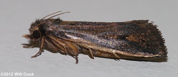 Acrolophus popeanella - Clemens' Grass Tubeworm Moth