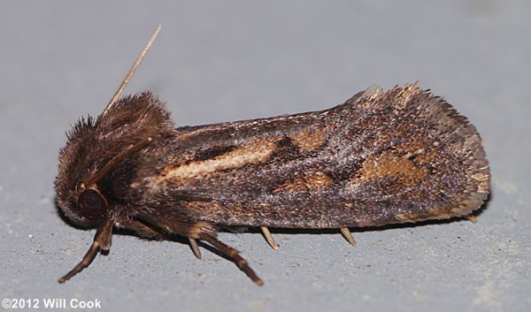 Acrolophus popeanella - Clemens' Grass Tubeworm Moth