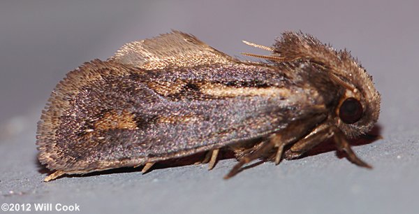 Acrolophus popeanella - Clemens' Grass Tubeworm Moth