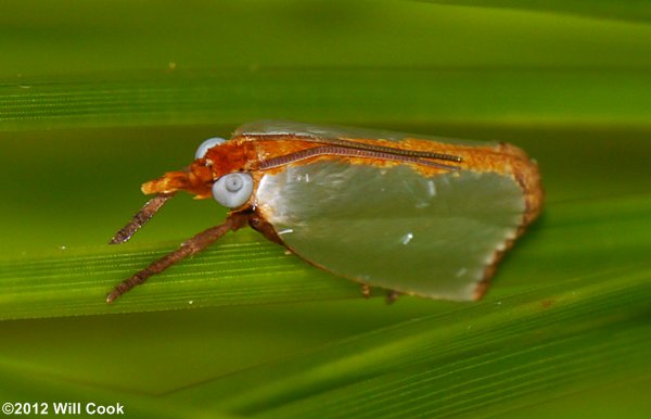 Argyria nummulalis