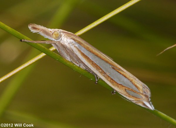 Crambus satrapellus