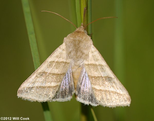 Heliothis virescens - Tobacco Budworm