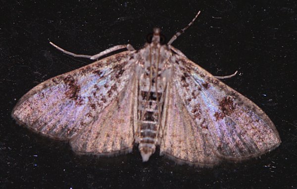 Palpita magniferalis - Splendid Palpita