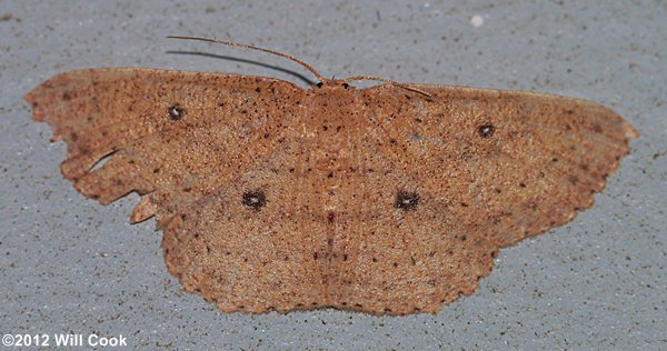 Cyclophora packardi - Packard's Wave