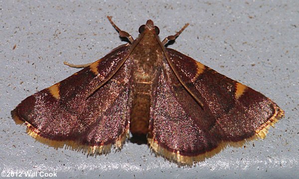 Dolichomia olinalis - Yellow-fringed Dolichomia