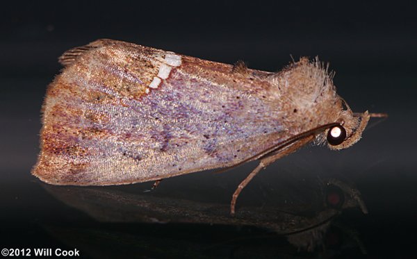 Hypsoropha hormos - Small Necklace Moth