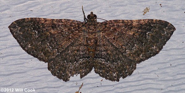 Disclisioprocta stellata - Somber Carpet