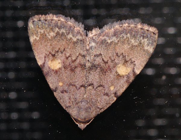 Idia aemula - Common Idia