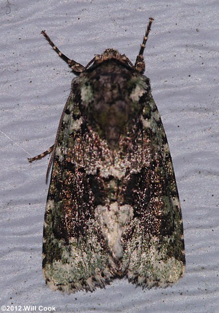 Lacinipolia explicata - Explicit Arches