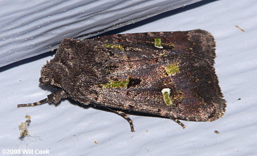 Lacinipolia renigera - Bristly Cutworm