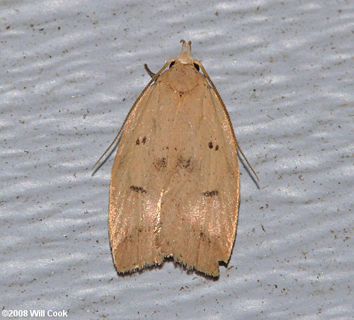 Machimia tentoriferella - Gold-striped Leaftier