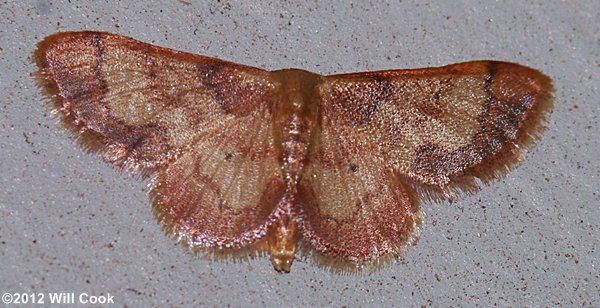 Idaea demissaria - Red-bordered Wave