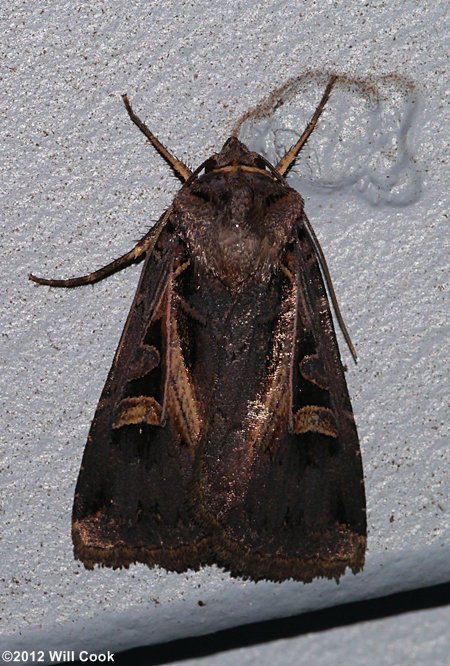 Feltia subgothica - Subgothic Dart