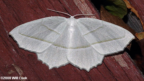 Campaea perlata - Pale Beauty