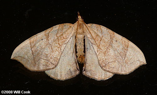 Eulithis diversilineata - Lesser Grapevine Looper