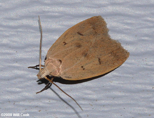 Machimia tentoriferella - Gold-striped Leaftier