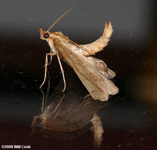 Eulithis diversilineata - Lesser Grapevine Looper