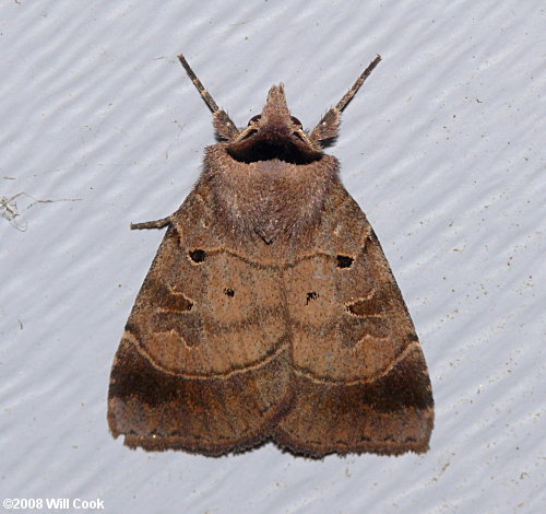 Agnorisma badinodis - Pale-banded Dart