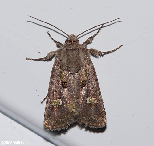 Lacinipolia renigera - Bristly Cutworm