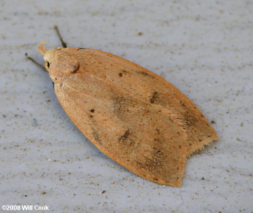 Machimia tentoriferella - Gold-striped Leaftier