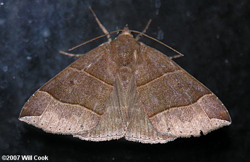 Parallelia bistriaris - Maple Looper Moth