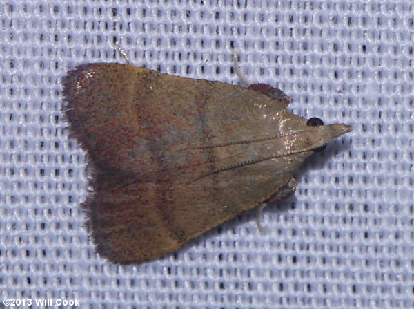 Condylolomia participalis - Drab Condylolomia