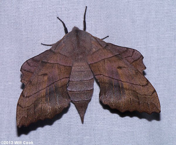 Walnut Sphinx (Amorpha juglandis)