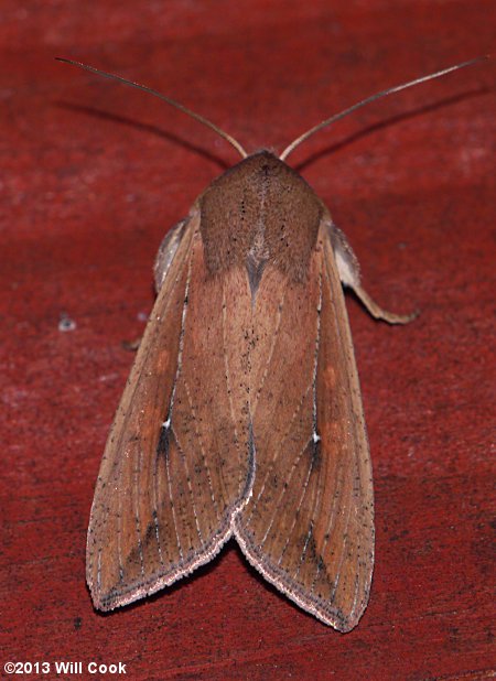 Mythimna unipuncta - Armyworm Moth