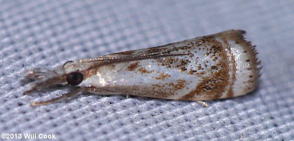 Microcrambus elegans - Elegant Grass-veneer