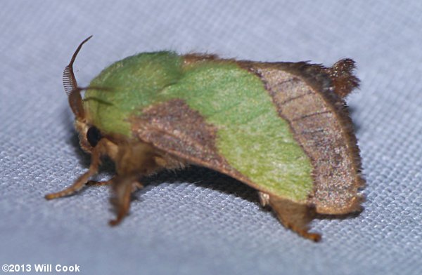 Parasa chloris - Smaller Parasa