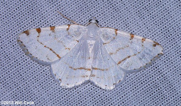 Speranza pustularia - Lesser Maple Spanworm