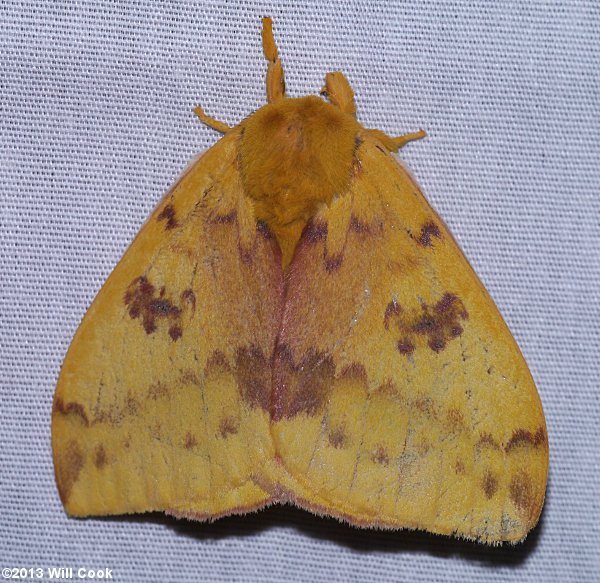 Automeris io - Io Moth