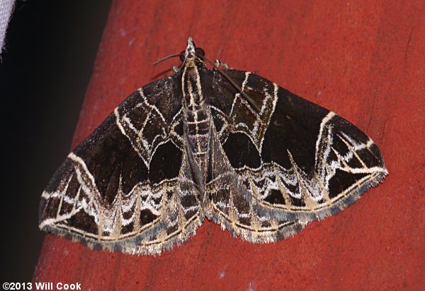 Ecliptopera atricolorata - Dark-banded Geometer