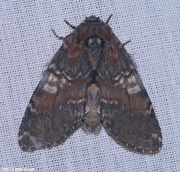 Peridea ferruginea - Chocolate Prominent