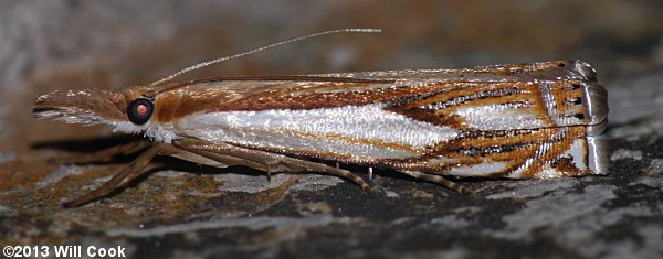 Crambus agitatellus - Double-banded Grass-veneer