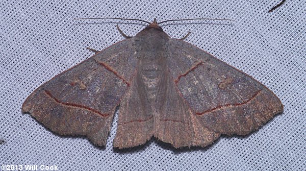 Panopoda rufimargo - Red-lined Panopoda