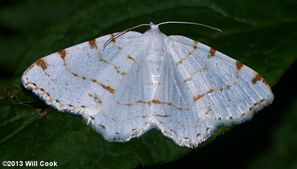 Speranza pustularia - Lesser Maple Spanworm